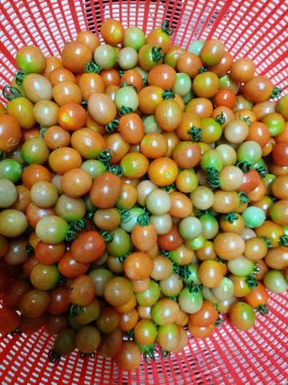 보리수치유농장님의 기타작물 · 영농일지 작성글 사진