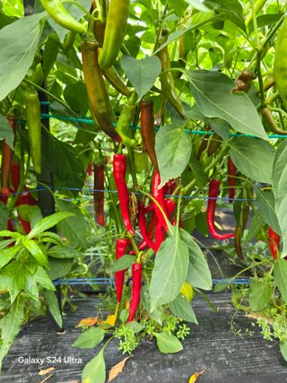 소병찬님의 고추 · 영농일지 작성글 사진