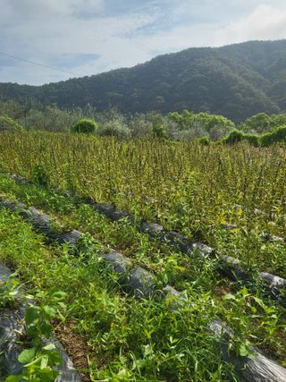 이상욱님의 참깨 · 영농일지 작성글 사진