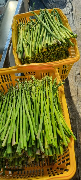 이정식님의 기타작물 · 영농일지 작성글 사진