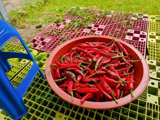 심기섭님의 기타작물 · 영농일지 작성글 사진