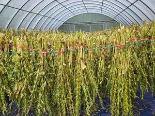 이상욱님의 참깨 · 영농일지 작성글 사진