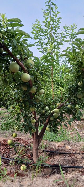김 연님의 자두 · 영농일지 작성글 사진