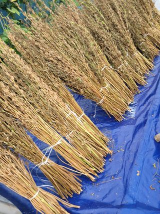 아리랑님의 참깨 · 영농일지 작성글 사진