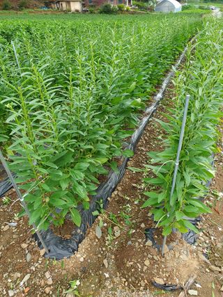 남기탁 님의 고추 · 영농일지 작성글 사진