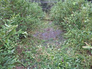 황인근님의 블루베리 · 영농일지 작성글 사진