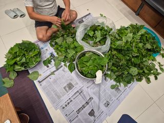 이지은님의 들깨 · 영농일지 작성글 사진