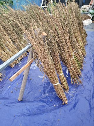 아리랑님의 참깨 · 영농일지 작성글 사진