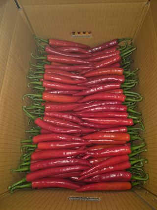 왕자농원님의 고추 · 영농일지 작성글 사진