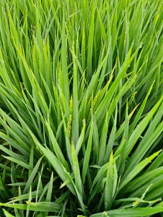 윤길정님의 기타작물 · 영농일지 작성글 사진