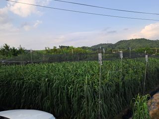 서상기 은퇴농장님의 기타작물 · 영농일지 작성글 사진