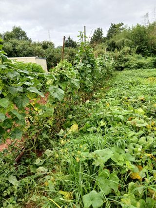 김형수님의 기타작물 · 영농일지 작성글 사진