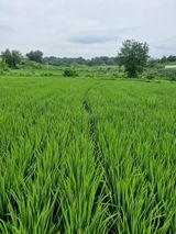 팜모닝 기타작물·영농일지 게시글 이미지