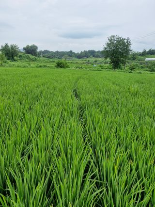 윤길정님의 기타작물 · 영농일지 작성글 사진