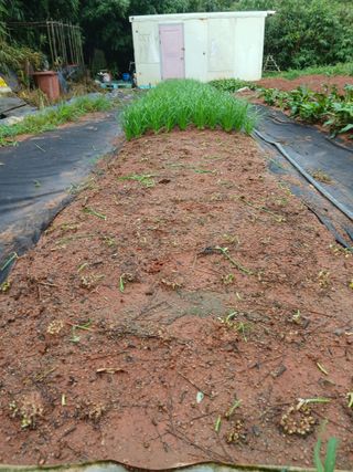 김형수님의 기타작물 · 영농일지 작성글 사진