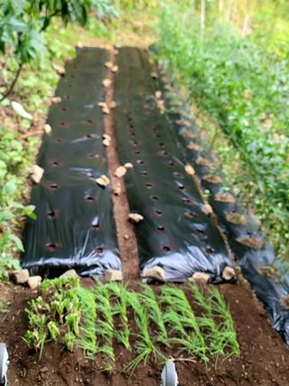 산솔바람님의 기타작물 · 영농일지 작성글 사진