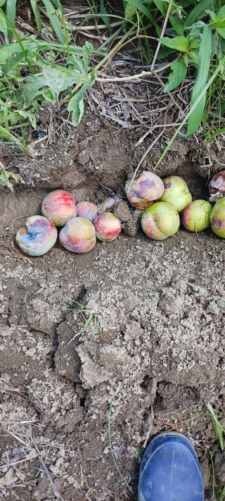 김 연님의 기타작물 · 영농일지 작성글 사진