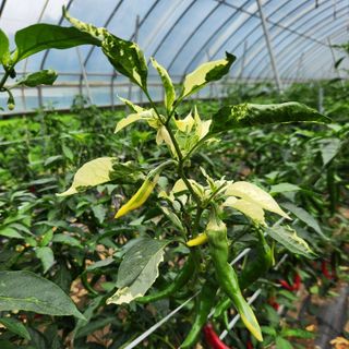 유원준님의 고추 · 영농일지 작성글 사진