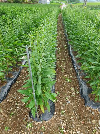 남기탁 님의 고추 · 영농일지 작성글 사진