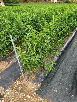 남기탁 님의 고추 · 영농일지 작성글 사진