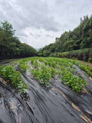 이지은님의 들깨 · 영농일지 작성글 사진