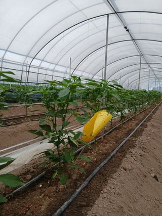 Smy1245678님의 고추 · 영농일지 작성글 사진