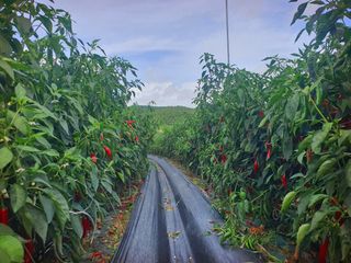 오이8898황산면님의 고추 · 영농일지 작성글 사진