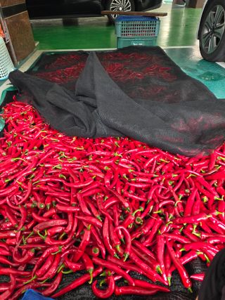 류수천님의 고추 · 영농일지 작성글 사진