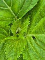 팜모닝 들깨·영농일지 게시글 이미지