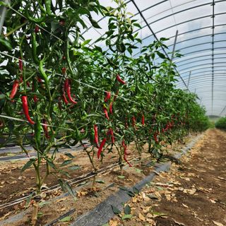 유원준님의 고추 · 영농일지 작성글 사진