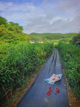 팜모닝 고추·영농일지 게시글 이미지