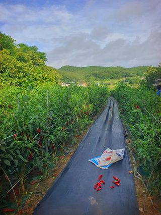 오이8898황산면님의 고추 · 영농일지 작성글 사진