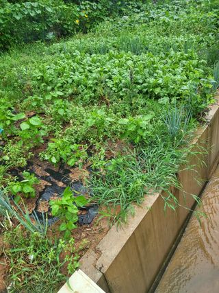 최병우님의 기타작물 · 영농일지 작성글 사진