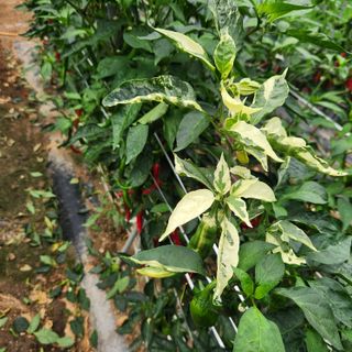 유원준님의 고추 · 영농일지 작성글 사진