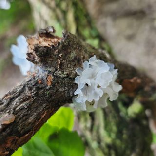 유원준님의 고추 · 영농일지 작성글 사진