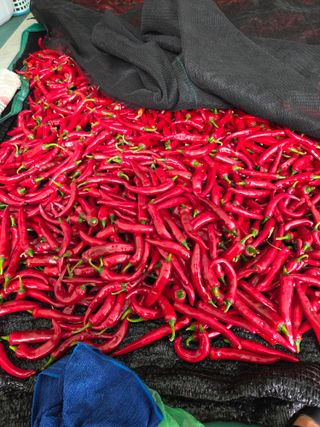 류수천님의 고추 · 영농일지 작성글 사진