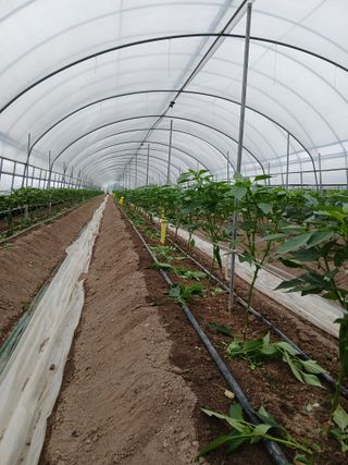 Smy1245678님의 고추 · 영농일지 작성글 사진