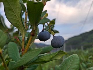 황인근님의 블루베리 · 영농일지 작성글 사진