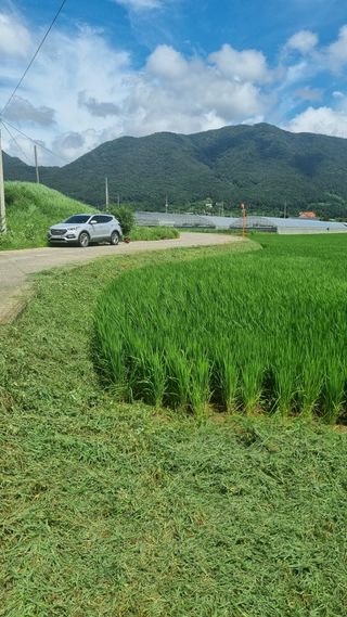 낙엽교목류13527님의 벼 · 영농일지 작성글 사진