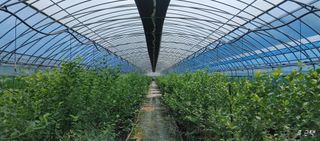 류근택님의 블루베리 · 영농일지 작성글 사진