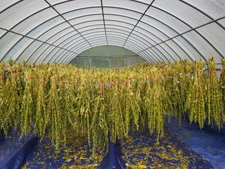 이상욱님의 참깨 · 영농일지 작성글 사진