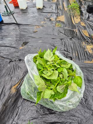 이지은님의 들깨 · 영농일지 작성글 사진