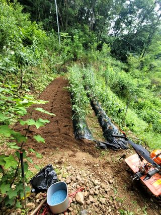 산솔바람님의 기타작물 · 영농일지 작성글 사진