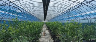 류근택님의 블루베리 · 영농일지 작성글 사진