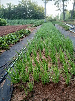 김형수님의 기타작물 · 영농일지 작성글 사진