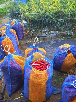 오이8898황산면님의 고추 · 영농일지 작성글 사진