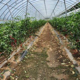 유원준님의 고추 · 영농일지 작성글 사진