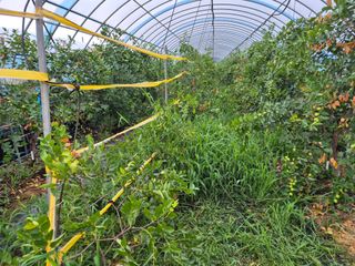 현유민님의 기타작물 · 영농일지 작성글 사진