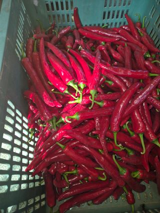 왕자농원님의 고추 · 영농일지 작성글 사진