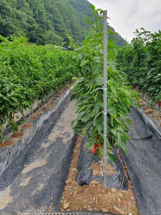 남기탁 님의 고추 · 영농일지 작성글 사진